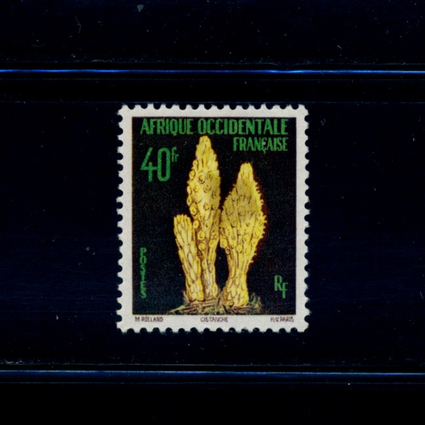 FRENCH WEST AFRICA( ī)-#82-40f-CISTANCHE(ýźü)-1958.7.7
