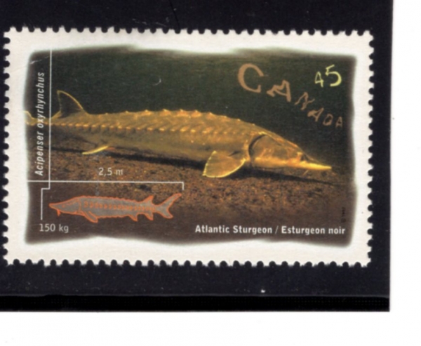 CANADA(ĳ)-#1643-45c-ATLANTIC STURGEON(뼭 ö)-1997.5.30