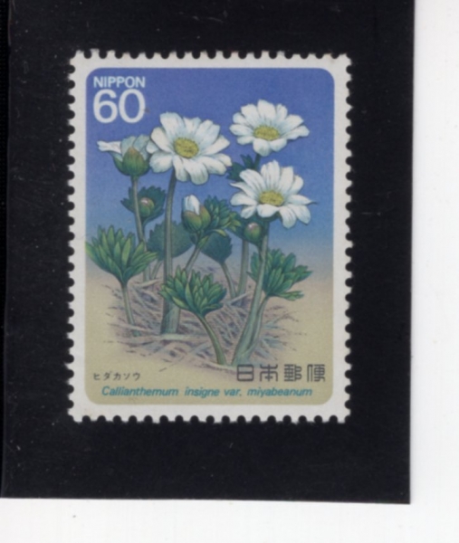 JAPAN(Ϻ)-#1578-60y-CALLIANTHEMUM INSIGNE VAR, MYYABEANUM(Į׹ νñ׳)-1985.7.31
