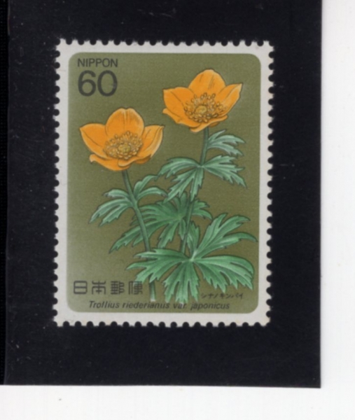 JAPAN(Ϻ)-#1572-60y-TROLLIUS RIEDERIANUS(ƮѸ콺 ȴ)-1984.9.21