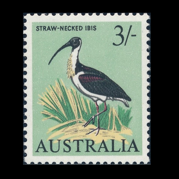 AUSTRALIA(Ʈϸ)-#373-3sh-STRAW-NECKED IBIS(¤)-1965.4.21
