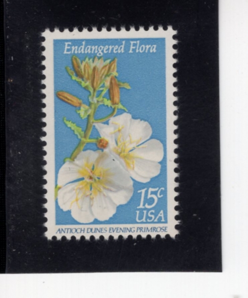 UNITED STATES(�̱�)-#1786-15c-ANTIOCH DUNES EVENING PRIMROSE(��Ƽ��ũ �ὺ �̺�� ��������)-1979.6.7��