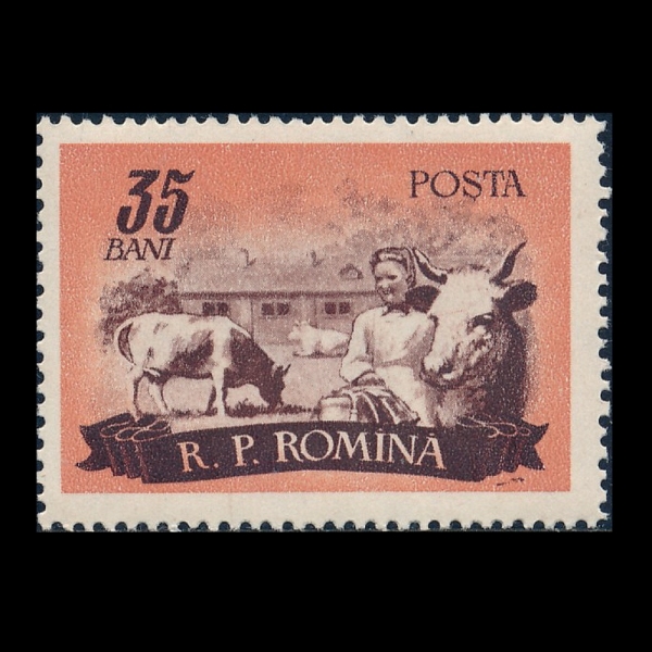 ROMANIA(�縶�Ͼ�)-#1070-35b-CATTLE(��)-1955.12.10��