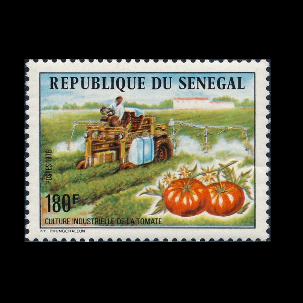 SENEGAL(���װ�)-#434-180fr-MECHANIZED TOMATO HARVEST(���ȭ�� �丶�� ��Ȯ)-1976.10.23��
