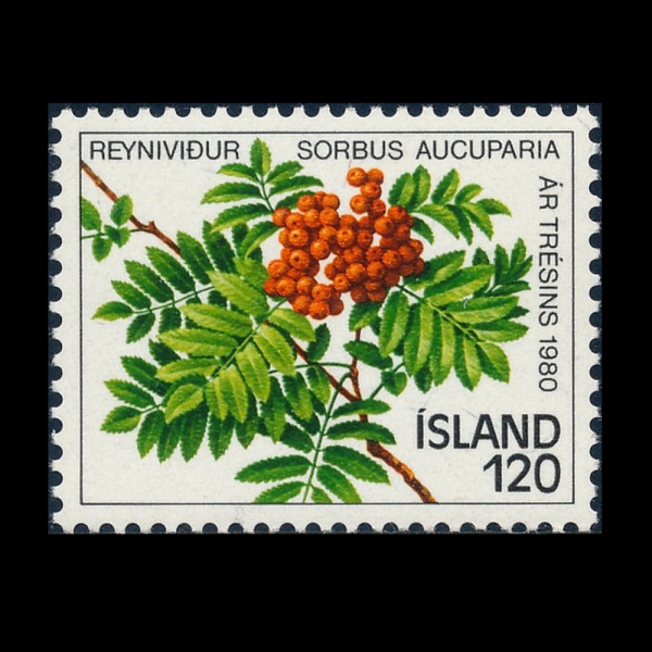 ICELAND(���̽�����)-#530-120k-MOUNTAIN ASH BRANCH AND BERRIES(������, ����)-1980.7.8��