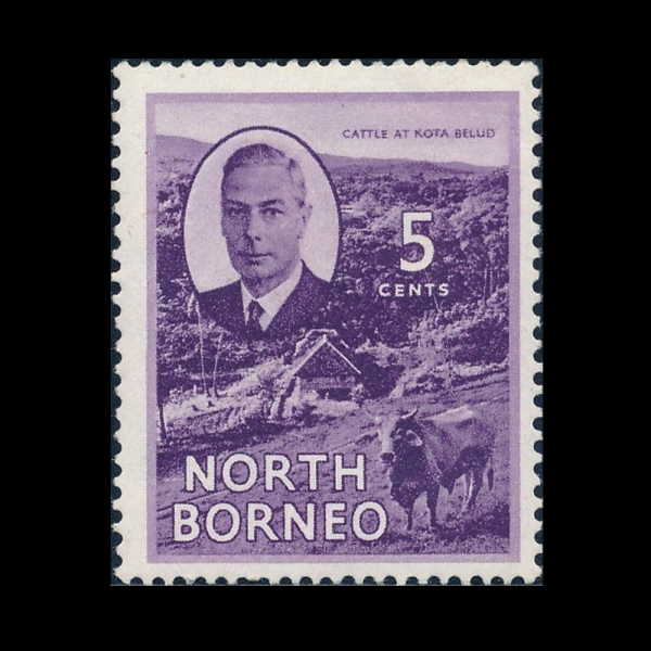 NORTH BORNEO(�Ϻ����׿�)-#248-5c-CATTLE AT KOTA BELUD(��, ��Ÿ �����)-1950.7.1��