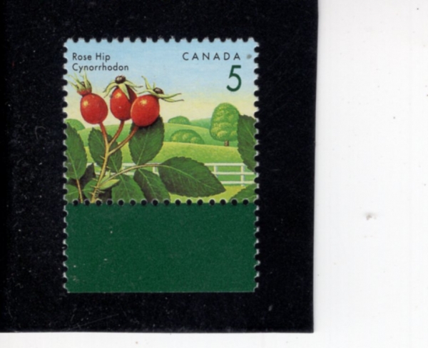 CANADA(ĳ����)-#1352-5c-ROSE HIP(��� ����)-1992.8.5��