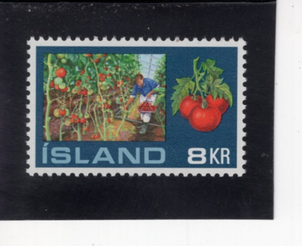 ICELAND(���̽�����)-#443-8k-HOTHOUSE TOMATOES(�½� �丶��)-1972.8.23��