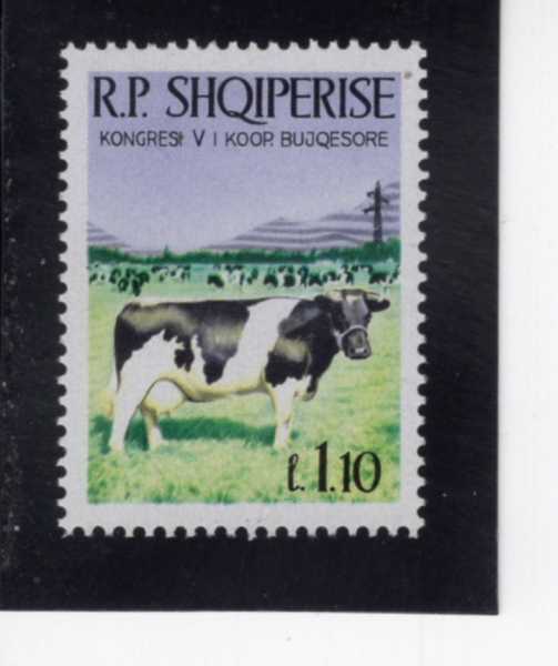 ALBANIA(�˹ٴϾ�)-#1126-1.10 I-COWS & HERD(��, �ҹ���)-1968.3.5��