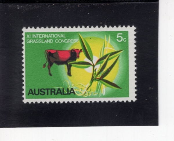 AUSTRALIA(����Ʈ���ϸ���)-#476-5c-STEER, ALFALFA AND NATIVE SPEAR GRASS(��, ������, â�ʶ�)-1970.4.13��