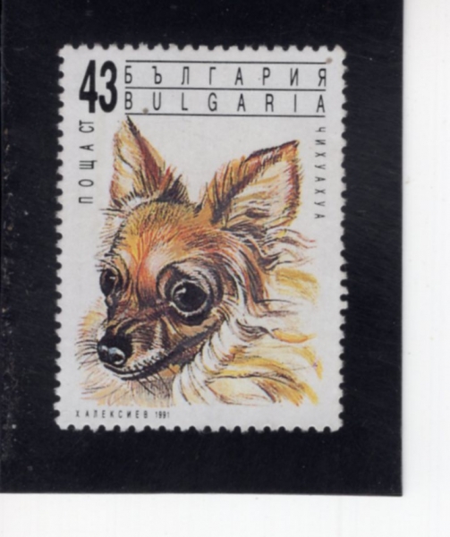 BULGARIA(�Ұ�����)-#3636-43s-CHIHUAHUA(ġ�Ϳ�)-1991.10.11��