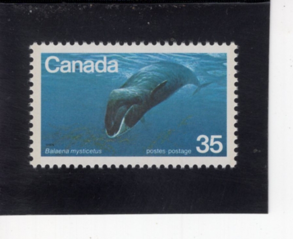 CANADA(ĳ����)-#814-35c-BOWHEAD WHALE(Ȱ�Ӹ�����)-1979.4.10��