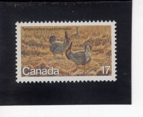 CANADA(ĳ����)-#853-17c-GREATER PRAIRIE CHICKEN(ū�ʿ���)-1980.5.6��