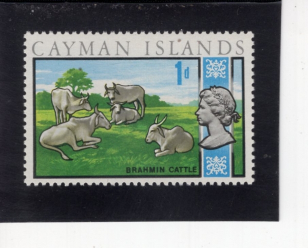 CAYMAN ISLANDS(���̸� ����)-#211-1c-BRAHMAN CATTLE(�Ƹ޸�ĭ ���)-1969.6.5��