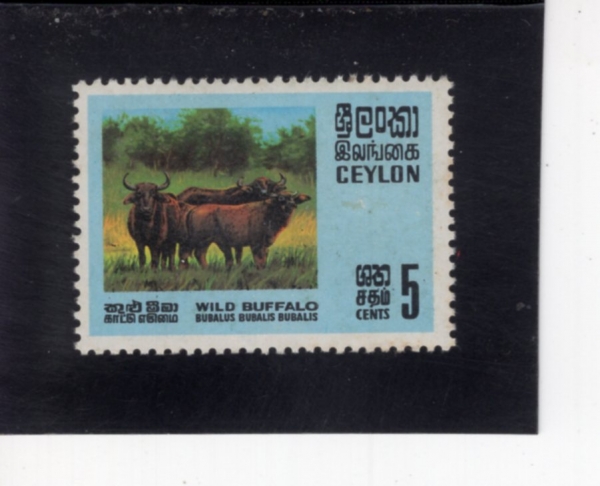 CEYLON(�Ƿ�)-#439-5c-WILD WATER BUFFALO(�߻�����)-1970.5.11��