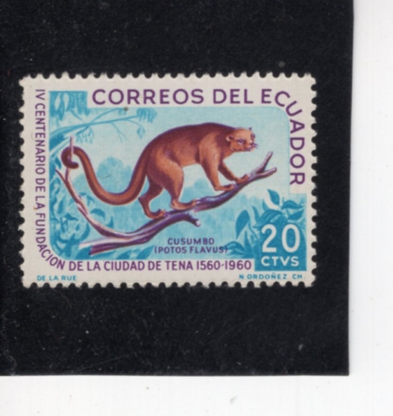 ECUADOR(���⵵��)-#657-20c-KINKAJOU(Ųī��)-1961.7.13��