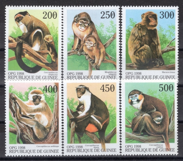 GUINEA(���)-#NO(6��)-Cercopithecus neglectus(�� ����� ������)-1998��