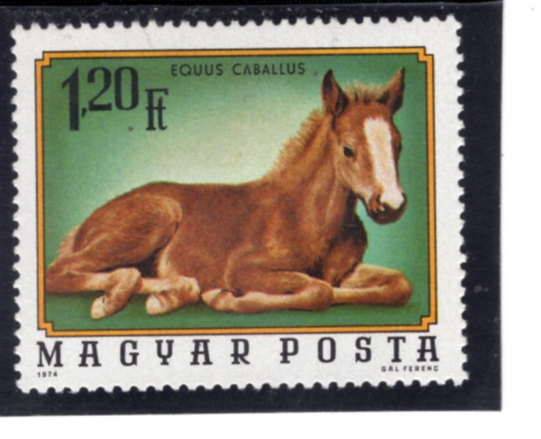 HUNGARY(�밡��)-#2326-1.20fo-FOAL(�۾���)-1974.12.30��