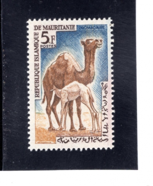 MAURITANIA(��Ÿ��)-#138-5fr-DROMEDARIES(�ܺ���Ÿ)-1963.7.6��
