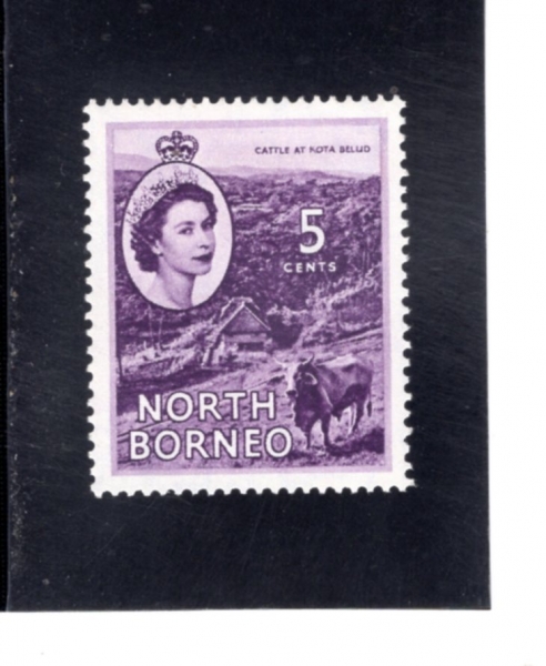 NORTH BORNEO(�Ϻ����׿�)-#248-5c-CATTLE AT KOTA BELUD(��Ÿ ������� ��)-1950.7.1��