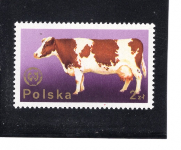 POLAND(������)-#2100-2z-COW(Ȳ��)-1975.6.23��