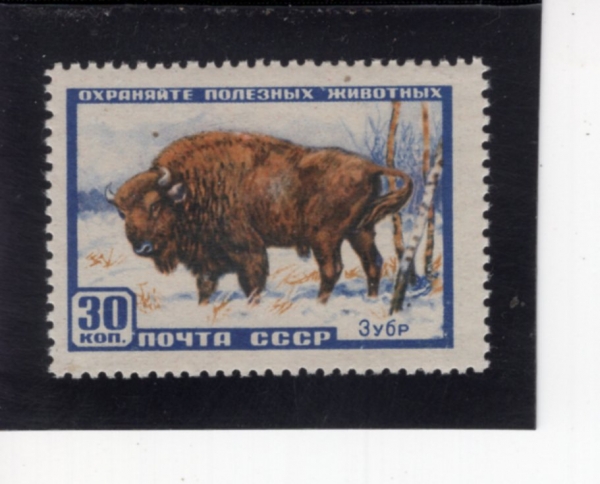 RUSSIA(���þ�)-#1920-30k-BISON(���)-1957.3.28��