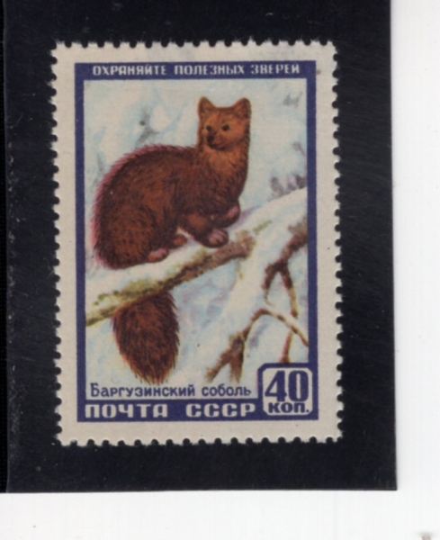 RUSSIA(���þ�)-#1923-40k-SABLE(���)-1957.3.28��