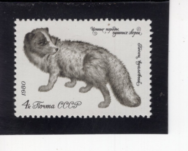 RUSSIA(���þ�)-#4839-4k-POLAR FOX(�ϱؿ���)-1980.6.25��