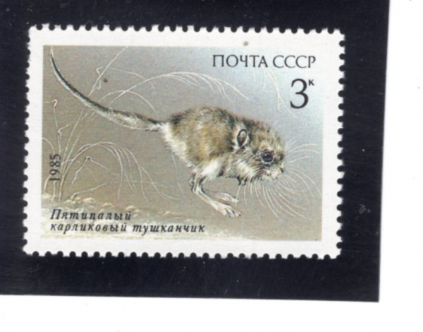 RUSSIA(���þ�)-#5388-3k-CARDIOCRANIUS(���߰��� ����������)-1985.8.15��