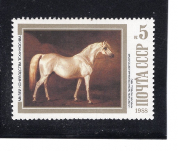 RUSSIA(���þ�)-#5694-5k-LIGHT GRAY ARABIAN STALLION, BY N. E. SVERCHKOV(\"���� ȸ�� �ƶ��� ����\" N.E. ������ġ����)-1988.7.20��