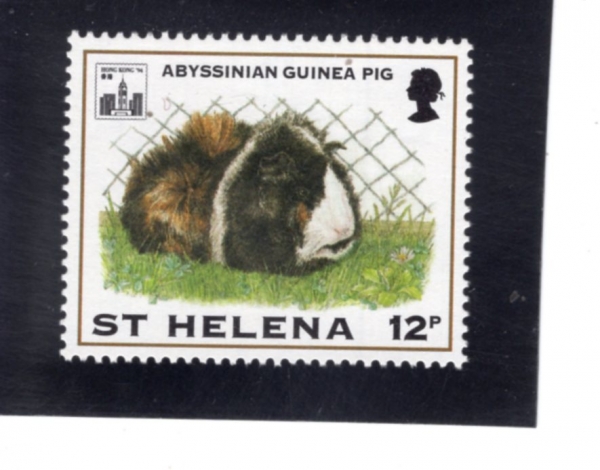 ST. HELENA(����Ʈ�ﷹ��)-#619-12p-ABYSSINIAN GUINEA PIG(�ƺ�ôϾ�)-1994.2.18��