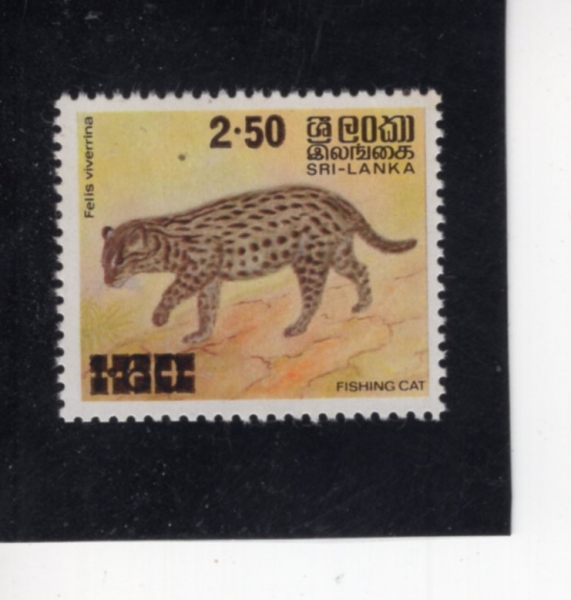 SRI LANKA(������ī)-#594-2.50r-FISHING CAT(�������̻�)-1981.2.10��