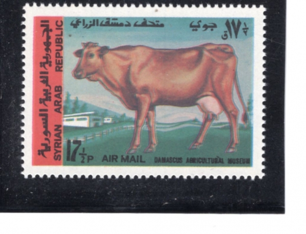 SYRIA(�ø���)-#C449-17 1/2p-COW(��)-1969.12.24��