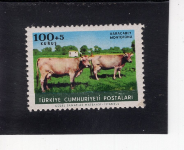 TURKEY(Ƣ��Ű��)-#B102-100+5k-MONTOFON CATTLE(���� ������)-1964.10.4��