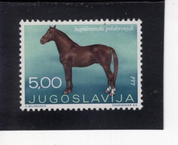 YUGOSLAVIA(����������)-#989-5d-HALF-BREED HORSE(�ε�� �����긮��)-1969.9.26��