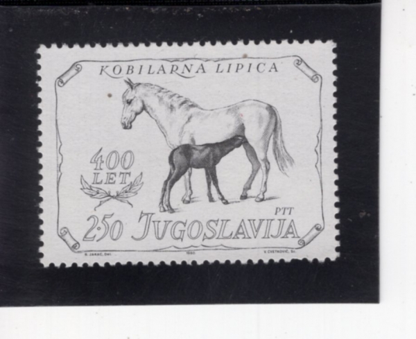 YUGOSLAVIA(����������)-#1493-2.50d-400TH ANNIV. OF LIPICA STUD FARM(����ī ������ 400�ֳ�)-1980.6.25��