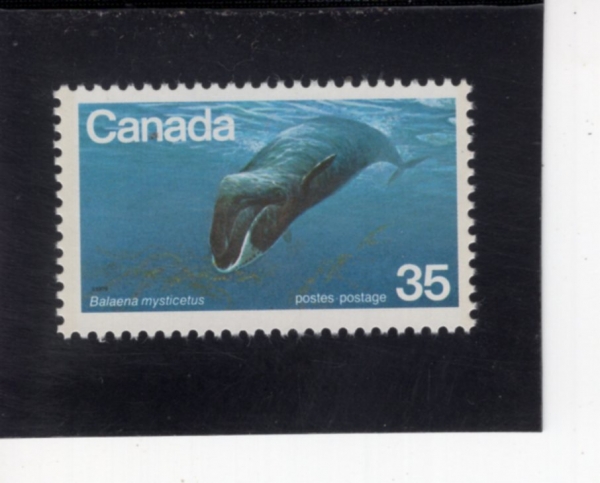 CANADA(ĳ����)-#814-35c-BOWHEAD WHALE(Ȱ�Ӹ�����)-1979.4.10��