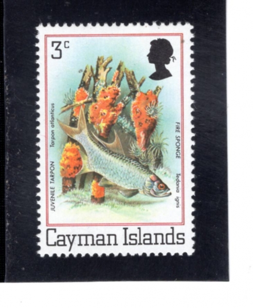 CAYMAN ISLANDS(���̸� ����)-#452-3p-JUVENILE TARPON AND FIRE SPONGES(Ÿ��, ���ظ�)-1980.12.9��