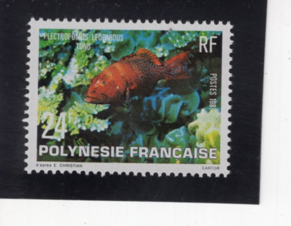 FRENCH POLYNESIA(�������� �����׽þ�)-#343-24fr-PLECTROPOMUS LEOPARDUS(ǥ����ȣ�׷���)-1981.2.5��