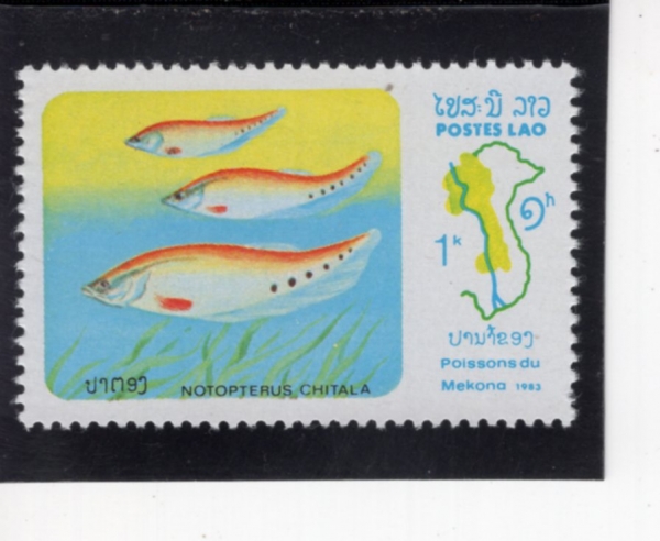 LAOS(�����)-#481-1k-NOTOPTERUS CHITALA(ġŻ�� ġŻ��)-1983.9.5��