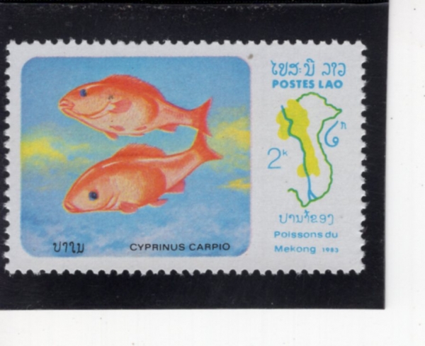 LAOS(�����)-#482-2k-CYPINUS CARPIO(�׾�)-1983.9.5��