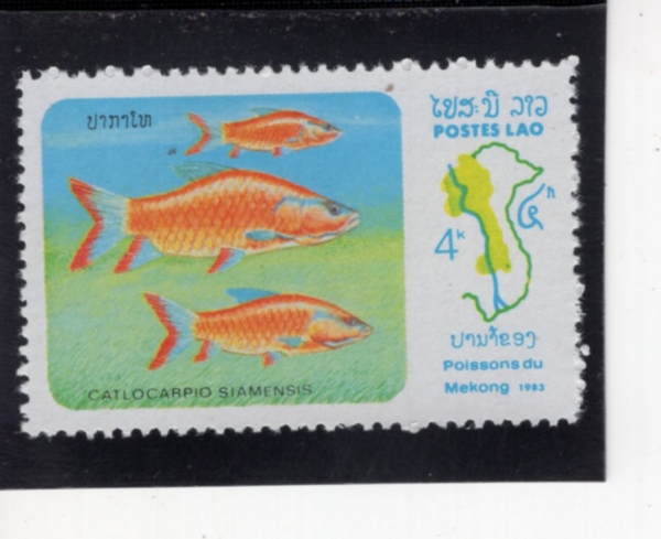 LAOS(�����)-#484-4k-CATLOCARPIO SIAMENSIS(�þ� �׾�)-1983.9.5��