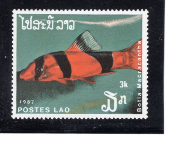 LAOS(�����)-#820-3k-BOTIA MACRACANTHA(���� ��ġ)-1987.10.14��