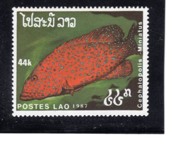 LAOS(�����)-#824-44k-CEPHALOPOLIS MINIATUS(��ȣ �罿)-1987.10.14��