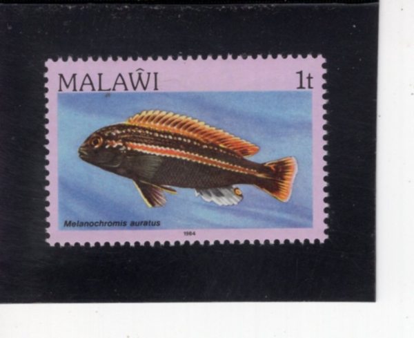 MALAWI(������)-#427-1t-MELANOCHROMIS AURATUS(�ƿ������ ��Ŭ����)-1984.2.2��