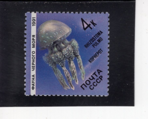 RUSSIA(���þ�)-#5954-4k-RHIZOSTOMA PULMO(�︮�����丶)-1991.1.4��
