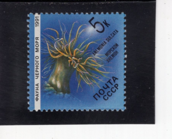 RUSSIA(���þ�)-#5955-5k-ANEMONIA SULCATA(�Ƴ׸�Ͼ� ��īŸ)-1991.1.4��