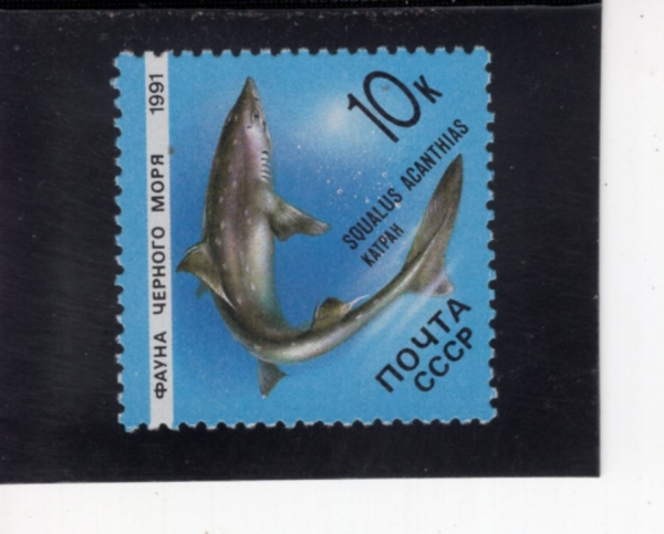 RUSSIA(���þ�)-#5956-10k-SQUALUS ACANTHIAS(���� �����ǽ�)-1991.1.4��
