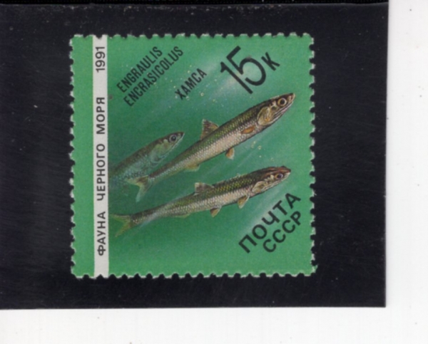 RUSSIA(���þ�)-#5957-15k-ENGRAULIS ENCRASICOLUS(������ġ)-1991.1.4��