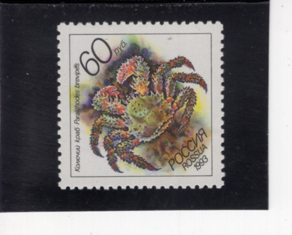 RUSSIA(���þ�)-#6159-60r-PARALITHODES BREVIPES(�Ķ���� �극���佺)-1993.7.6��